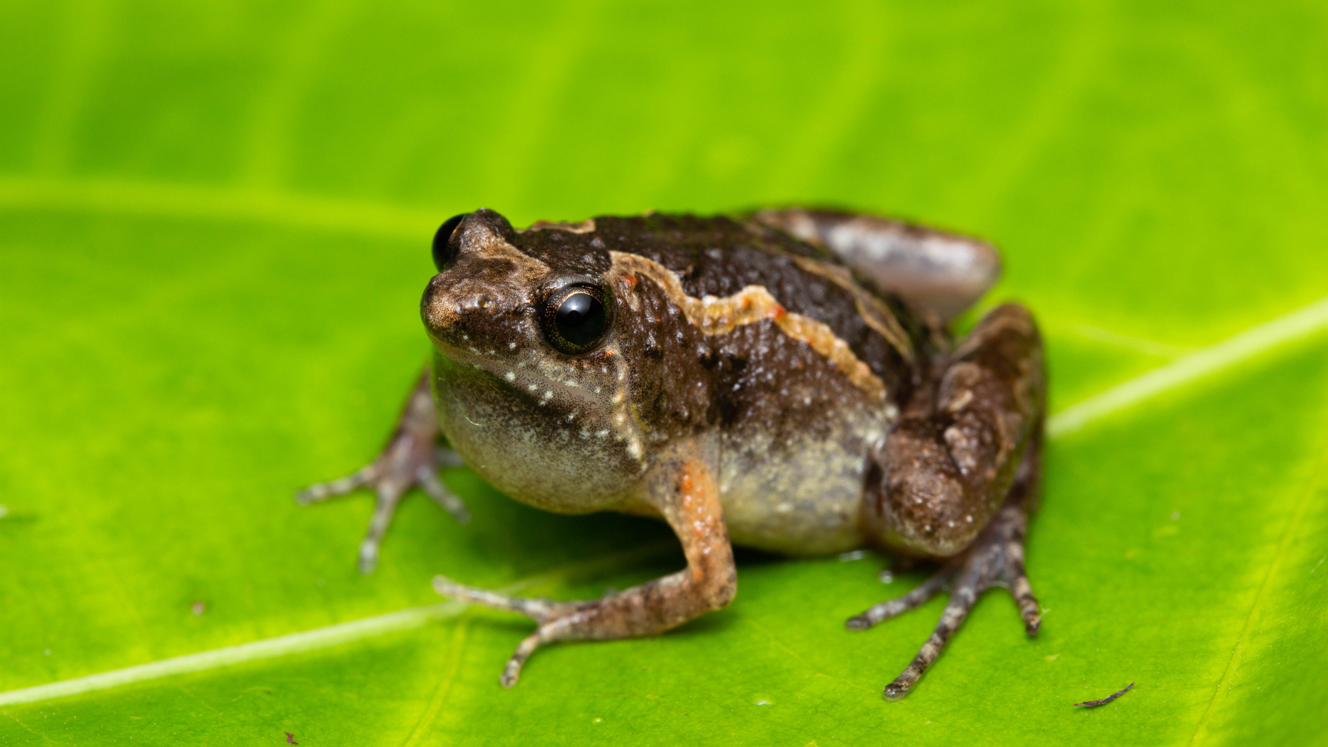 Explore Singapore’s amphibious night chorusers